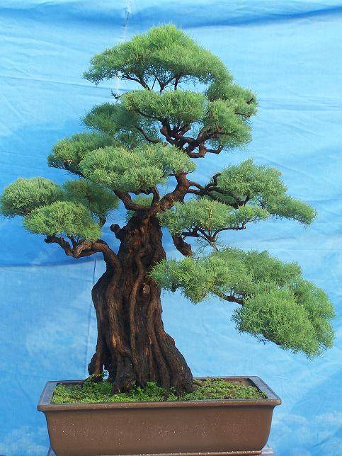 第十三届河南省中州盆景展