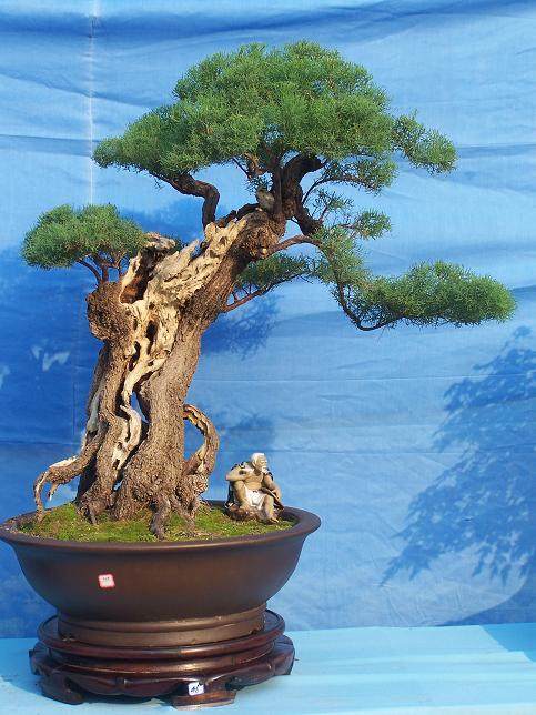 中州盆景学会培训基地