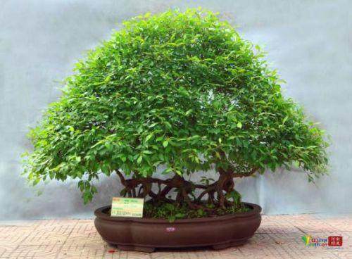 中州盆景园免费开放