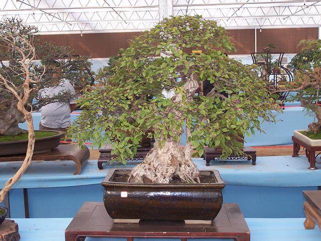 中州盆景汇聚南阳