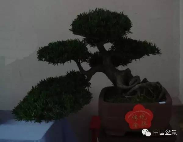 毛主席纪念堂前的盆景出自南通?