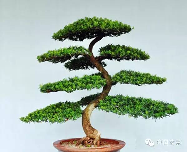 南通盆景何时能重新绽放光彩?