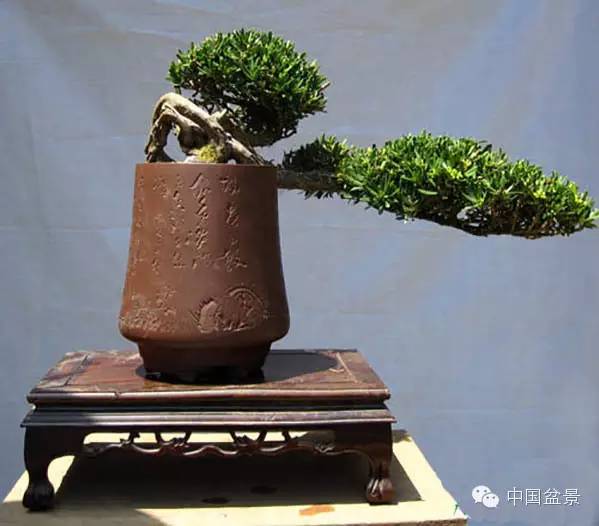 南通盆景何时能重新绽放光彩?