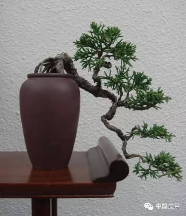 南通盆景何时能重新绽放光彩?