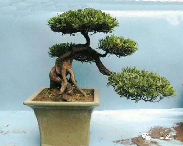 南通盆景何时能重新绽放光彩?