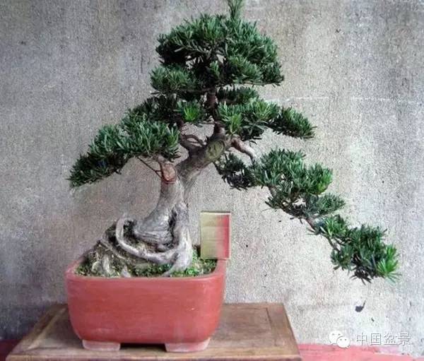 南通盆景何时能重新绽放光彩?
