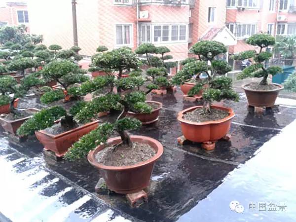 南通盆景何时能重新绽放光彩?