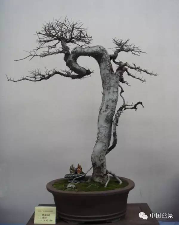 南通盆景何时能重新绽放光彩?