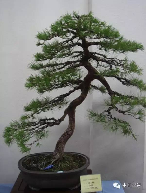 南通盆景何时能重新绽放光彩?