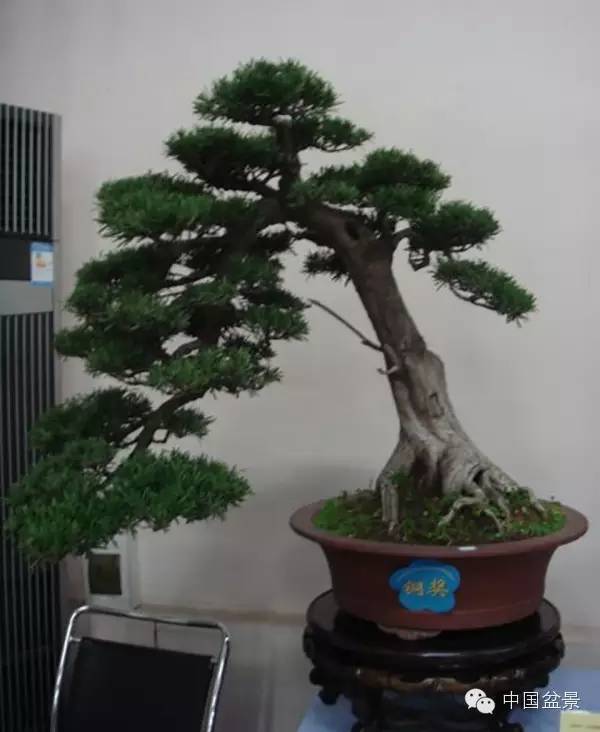 南通盆景何时能重新绽放光彩?