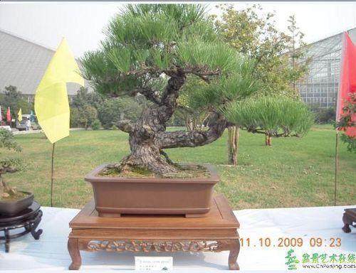 济南森林公园举办精致盆景展