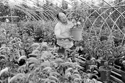 10月17日，阜南县苗集镇前进村退休老人李玉典在梨园内对挂果的黄梨盆景进行修枝管理。