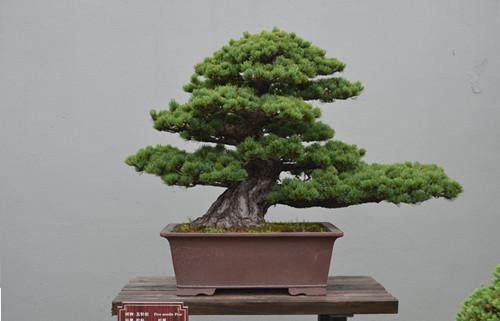 去苏稽赏盆景摘草莓