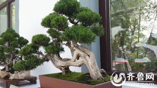 10多公里的“盆景长廊”?