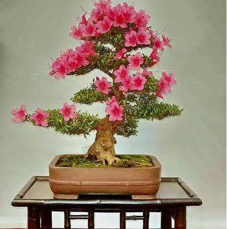 在杭州湖州街当了8年的盆景