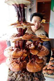 胶州灵芝盆景年赚100万