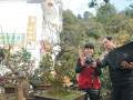徽派盆景 近一年来网络销售额达500多万元