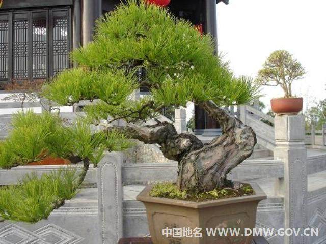 歙县是徽派盆景的发祥地 栽培有1000多年历史