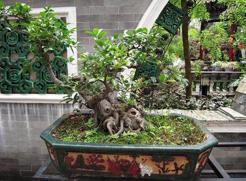 黄山市举办徽派盆景博览会