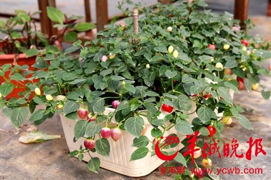 广州南沙花市添新品 五彩椒盆景好看又好吃 广州南沙花市添新品 五彩椒盆景好看又好吃