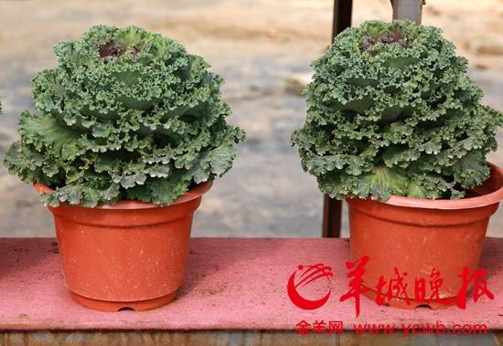 广州南沙花市添新品 五彩椒盆景好看又好吃