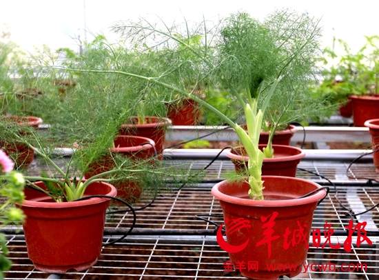 广州南沙花市添新品 五彩椒盆景好看又好吃