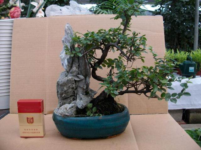 偷盗盆景网上卖 恰好遇到原主人