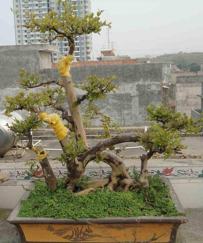 小偷盗窃武汉动物园盆景