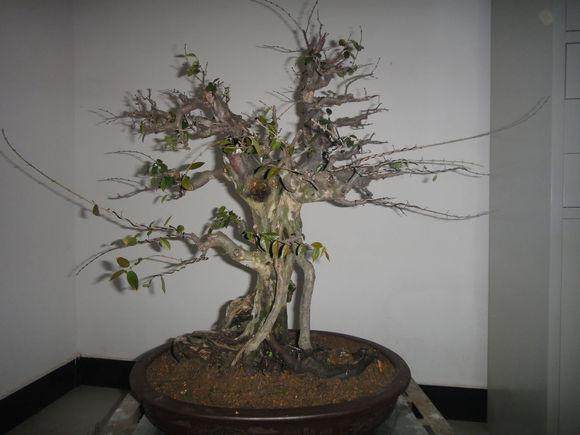 提醒海口窃贼年底新动向 专门偷盗盆景花木