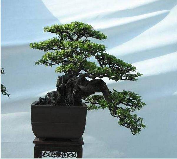 凿洞偷盗盆景 价值30万 懊悔不已