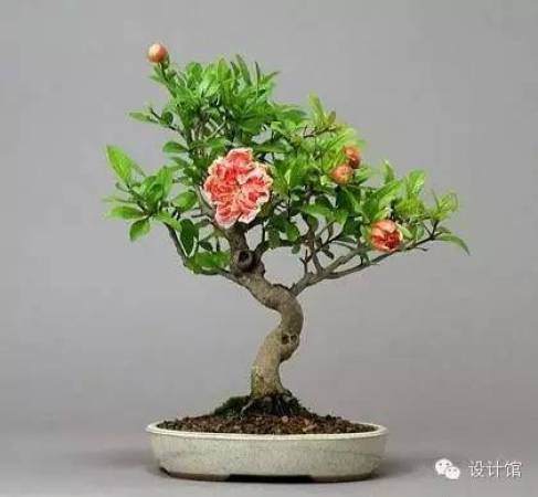 玩腻了盆栽 升级玩玩盆景吧