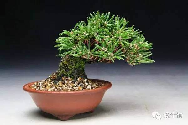 玩腻了盆栽 升级玩玩盆景吧