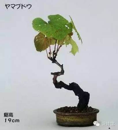 玩腻了盆栽 升级玩玩盆景吧