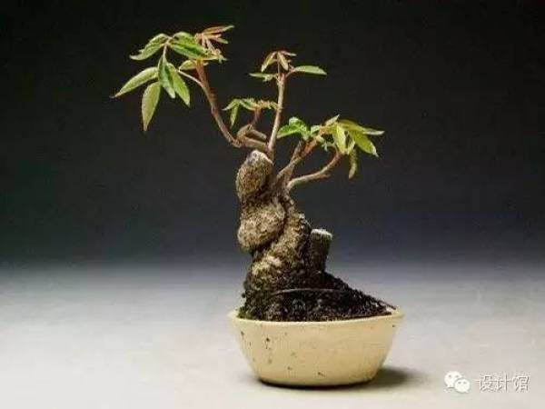 玩腻了盆栽 升级玩玩盆景吧