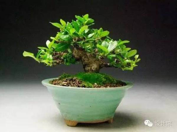 玩腻了盆栽 升级玩玩盆景吧