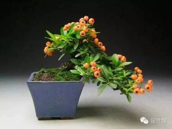 玩腻了盆栽 升级玩玩盆景吧