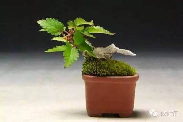 玩腻了盆栽 升级玩玩盆景吧