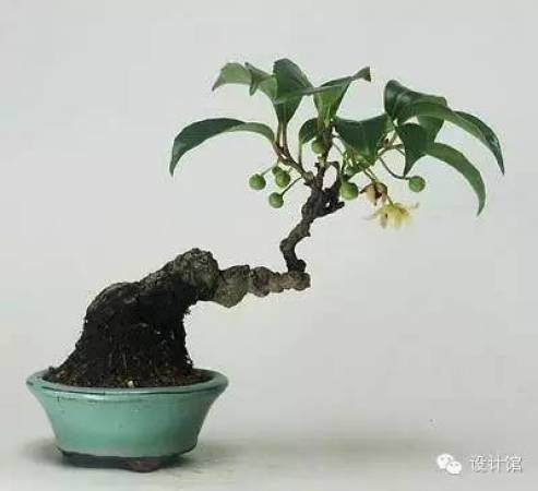 玩腻了盆栽 升级玩玩盆景吧