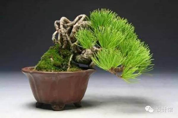 玩腻了盆栽 升级玩玩盆景吧