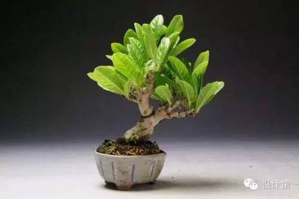 玩腻了盆栽 升级玩玩盆景吧