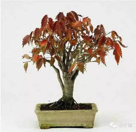 玩腻了盆栽 升级玩玩盆景吧