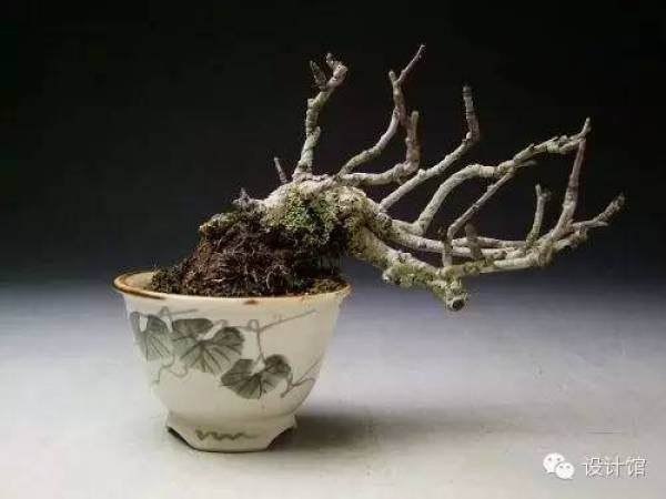 玩腻了盆栽 升级玩玩盆景吧