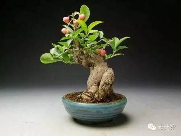 玩腻了盆栽 升级玩玩盆景吧