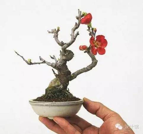 玩腻了盆栽 升级玩玩盆景吧