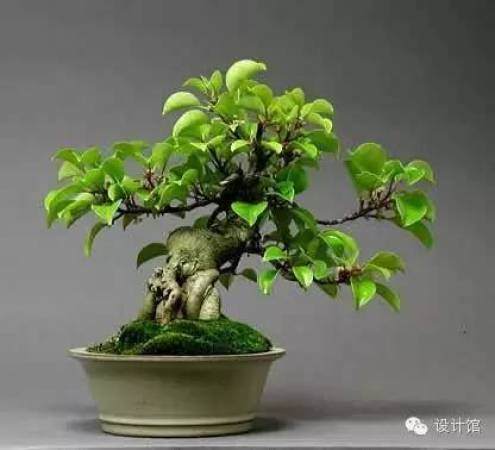 玩腻了盆栽 升级玩玩盆景吧