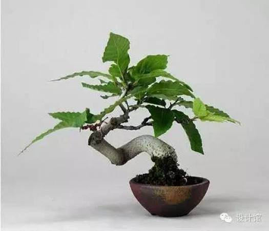 玩腻了盆栽 升级玩玩盆景吧