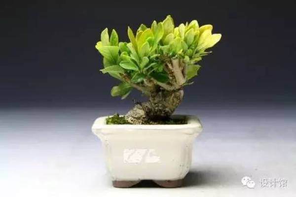 玩腻了盆栽 升级玩玩盆景吧