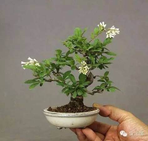 玩腻了盆栽 升级玩玩盆景吧