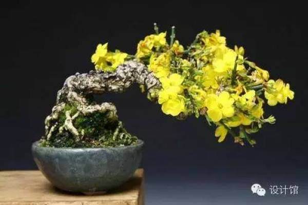 玩腻了盆栽 升级玩玩盆景吧