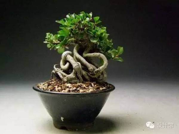 玩腻了盆栽 升级玩玩盆景吧